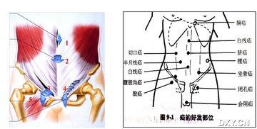 成人补疝气视频大全教程,全面解析与实操指南